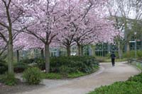 japanische Kirsche in Blte im Planten un Blomen Park Hamburg